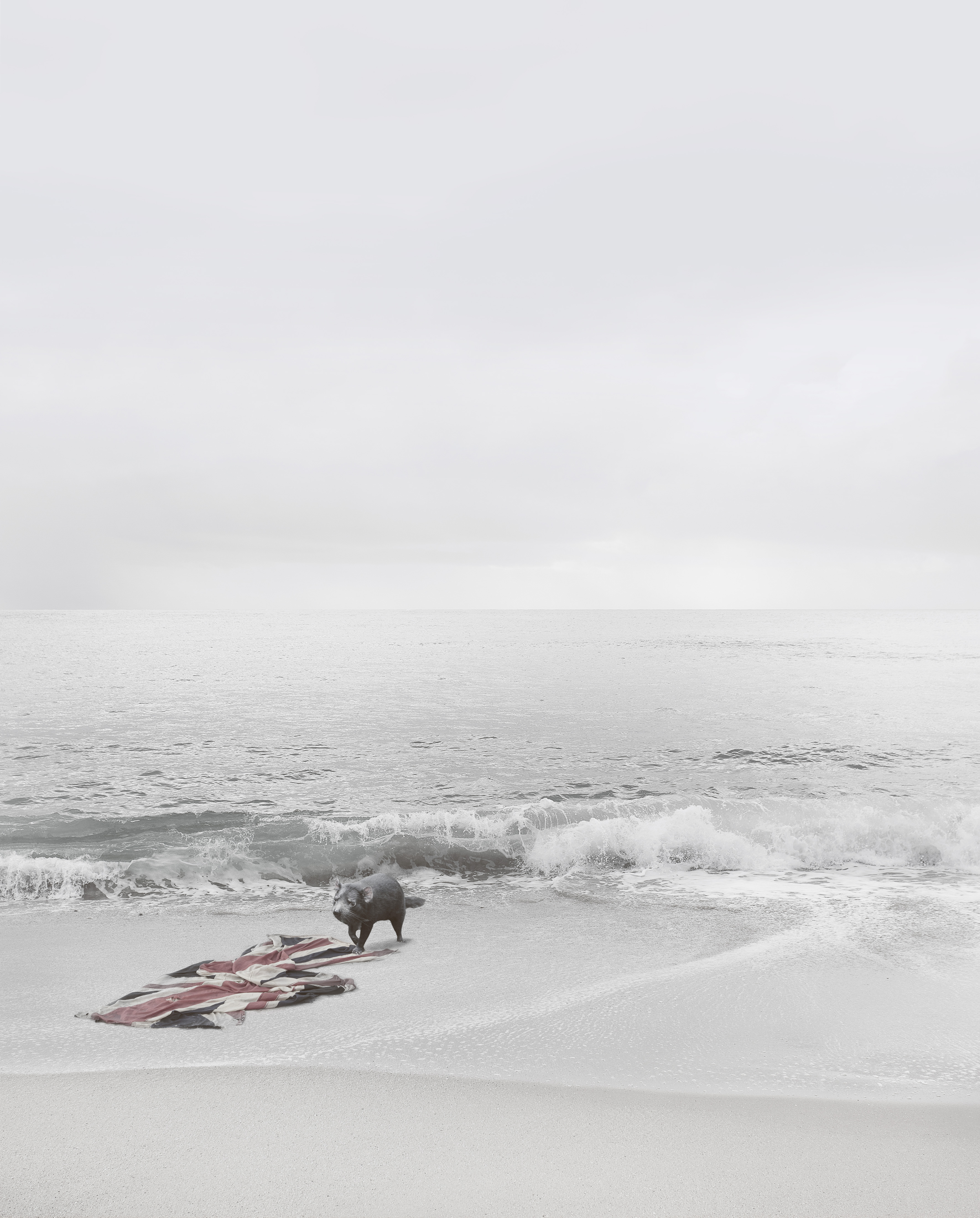 Composite image of a tattered Union Jack flag on the beach, with a Tasmanian devil.