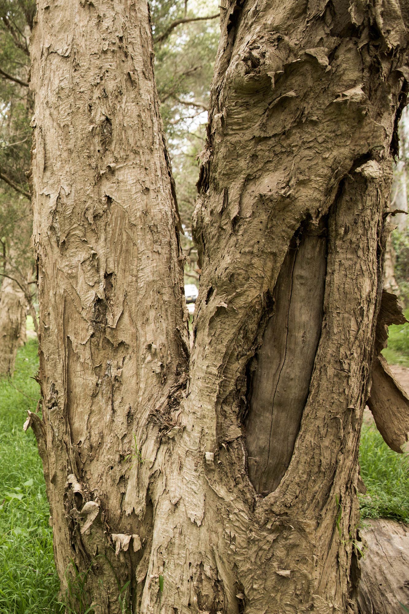 Scarred melaleuca trees, Cattai / photograph by Joy Lai, 2020