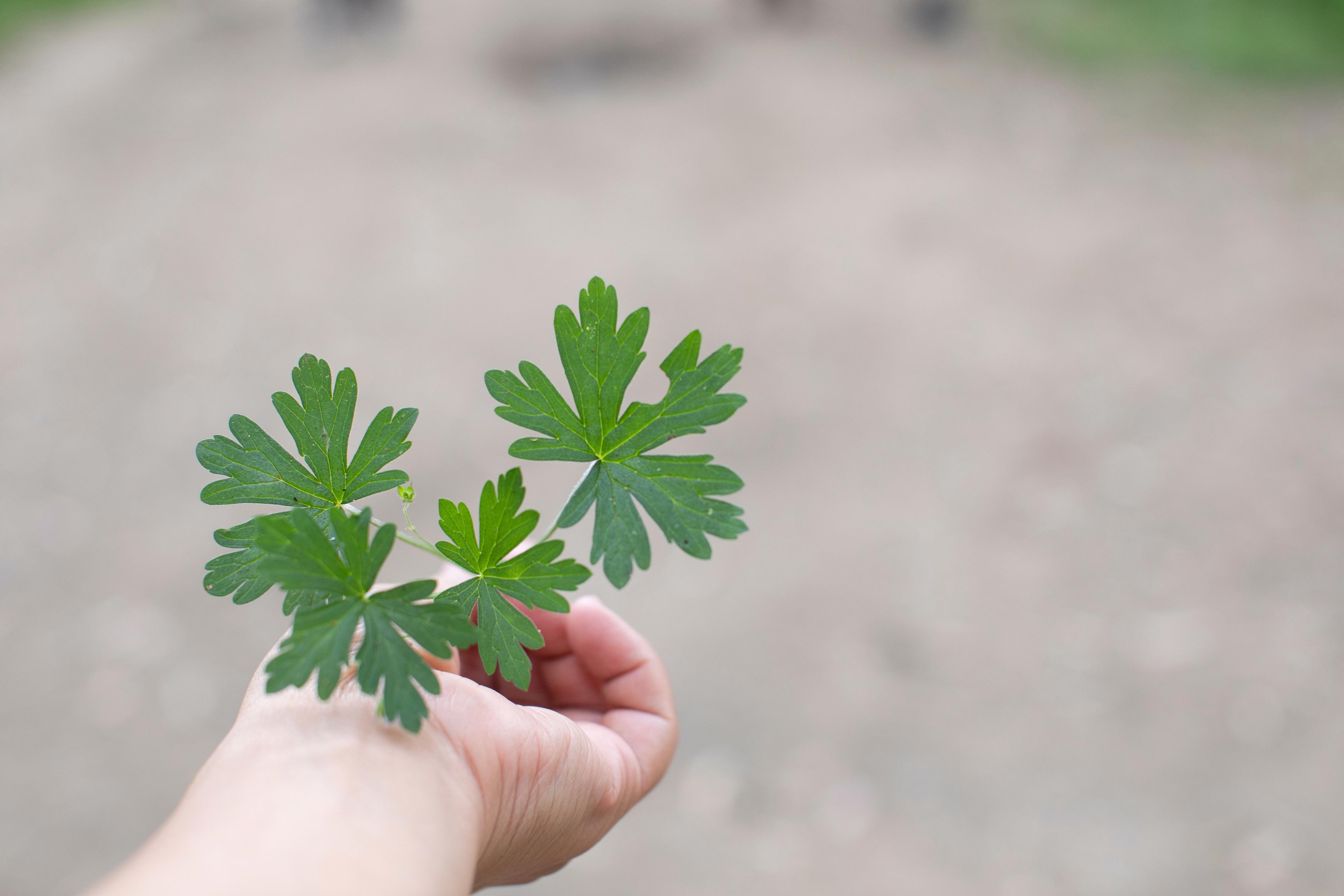 Native geranium