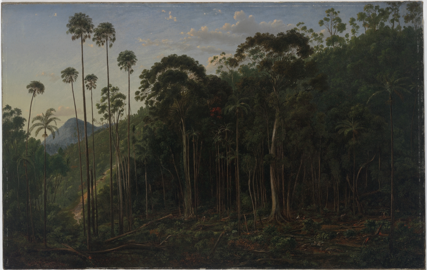 Cabbage Trees near the Shoalhaven River, N.S.W., 1860 / Eugene von Guerard