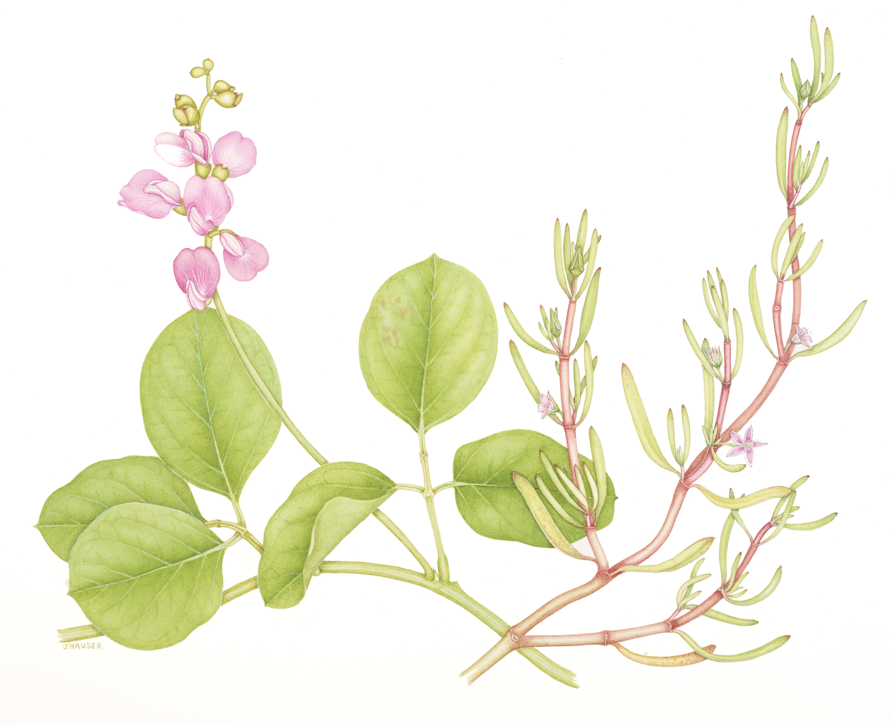 W Carron, 25 May 1848, from Carron’s narrative for accompanying illustrations by Janet Hauser Sea Purslane Sesuvium portulacastrum & Coastal Jack Bean Canavalia rosea