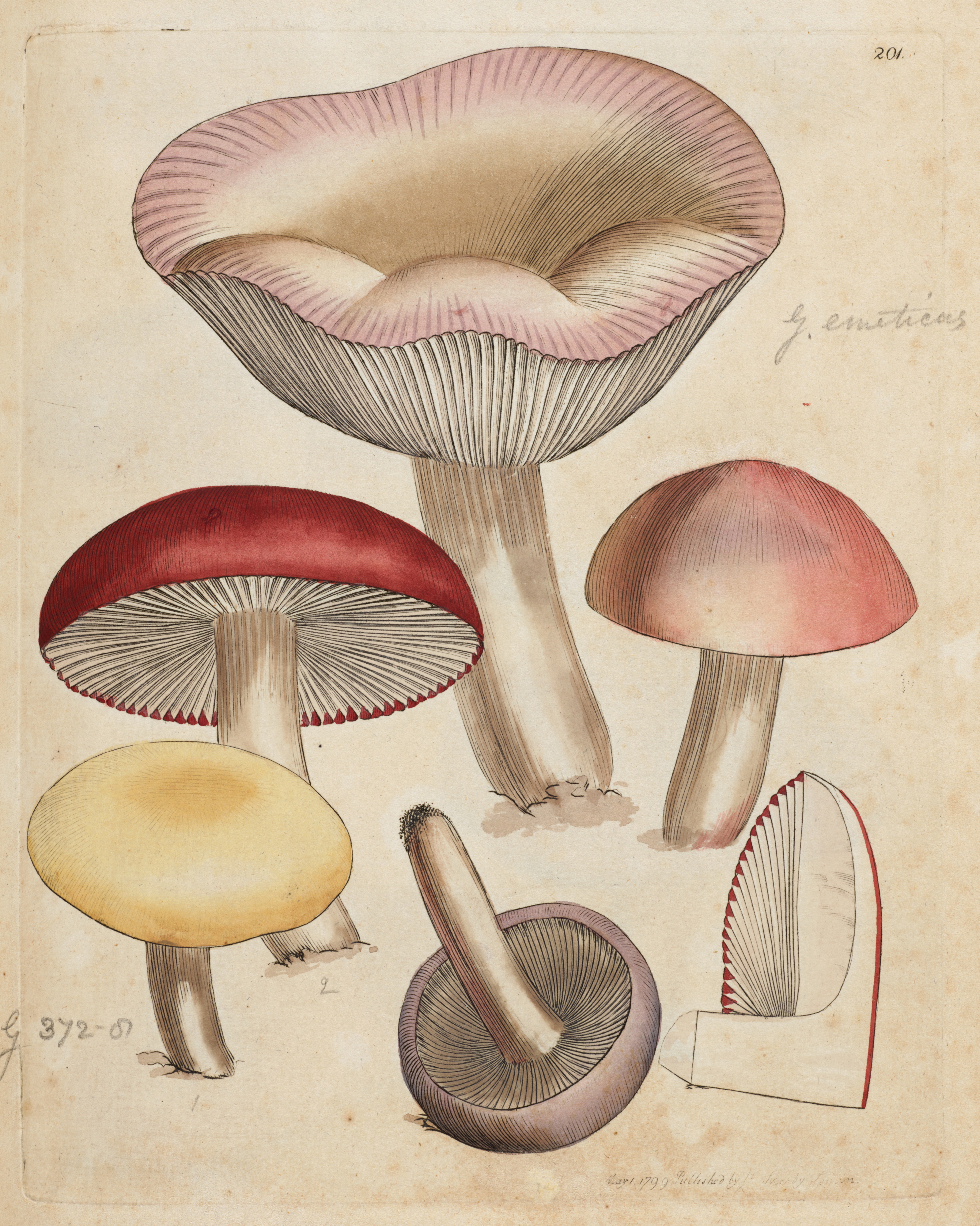 Drawing of several coloured mushrooms