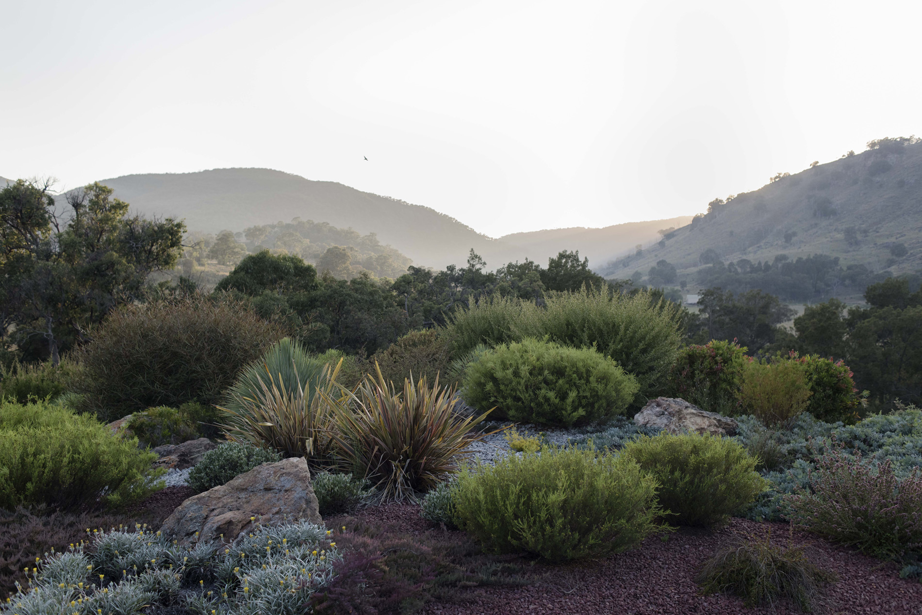 A photograph of a garden of low bushes with mountains in the distance.