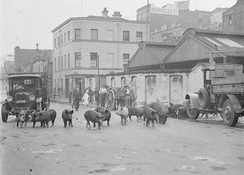 Pigs on Day Street, c.1929, by Ted Hood, Glass negative, DG ON4/3805