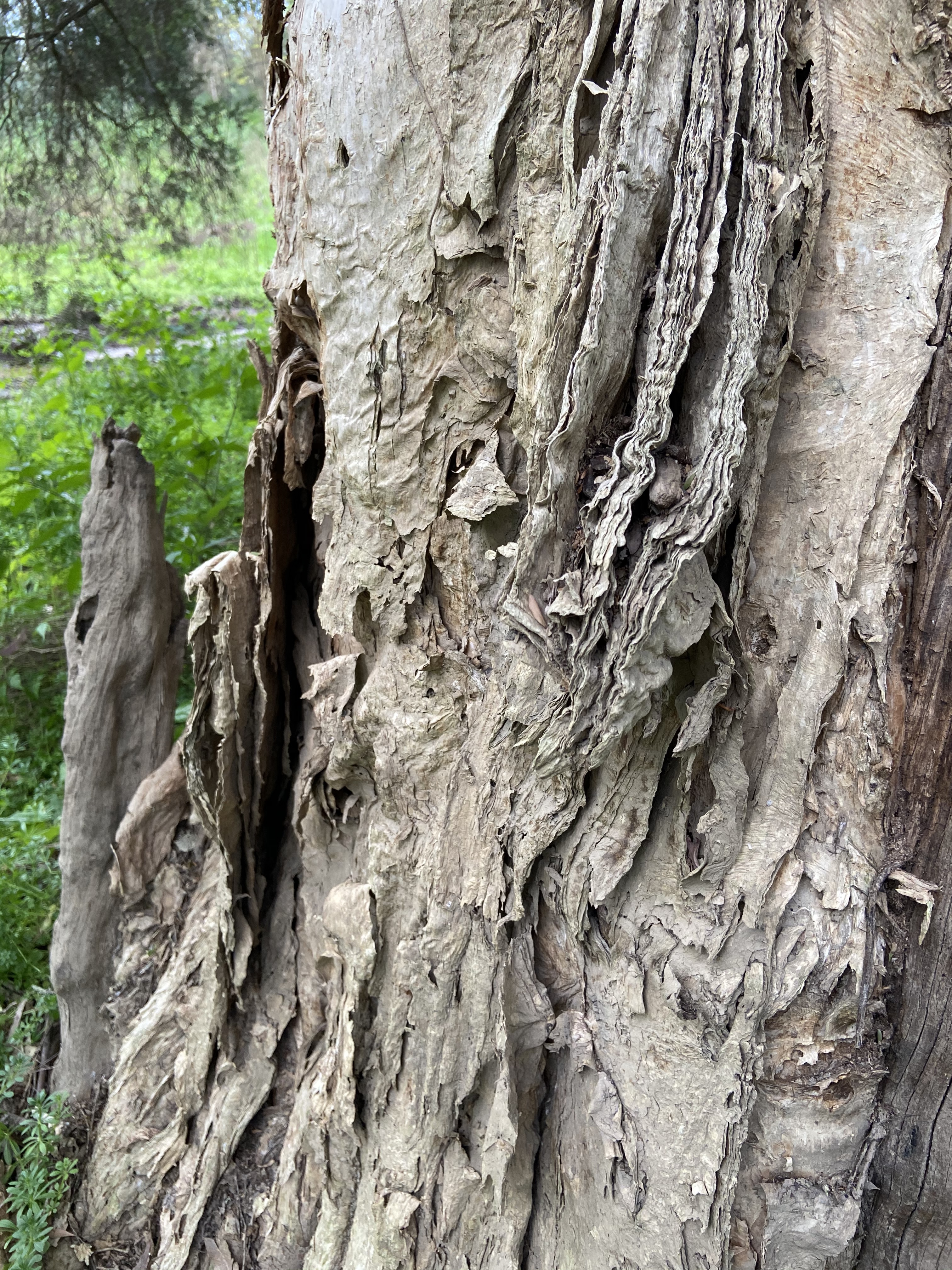 Paperbark, used in cooking to wrap fish and other foods over hot coals / Photograph by Avryl Whitnall, 2020