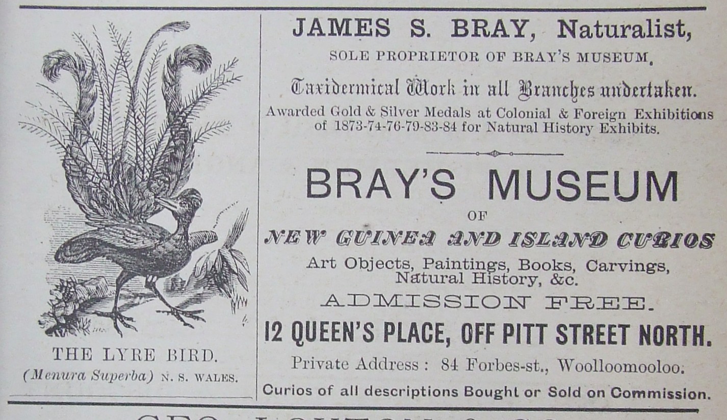 Bray's Museum Woolloomooloo - Lyre Bird 