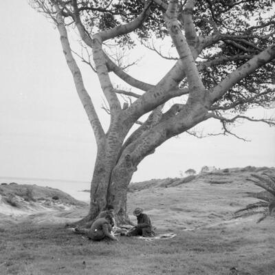 Old black and white photograph of men sitting at the bottom of a large fig tree making boomerangs. A beach can be seen in the background. 