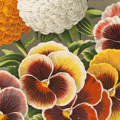 A printed illustration of pansies.