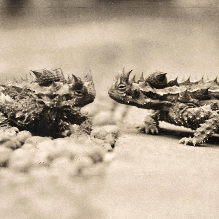 two spiky lizards are facing each other 