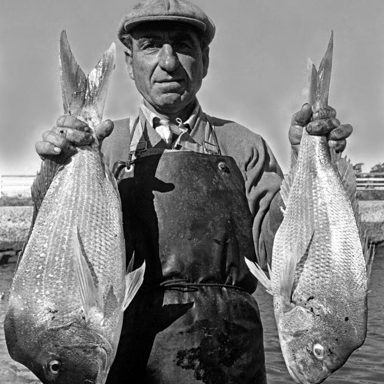Ulladulla snapper fisherman, 1959, by Jeff Carter, PXD 1070