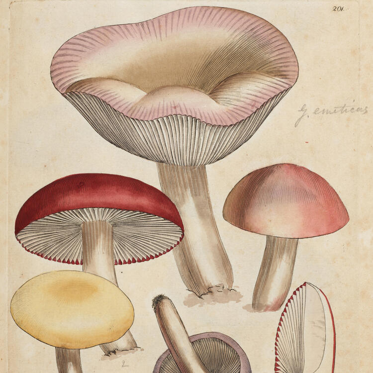 Drawing of several coloured mushrooms