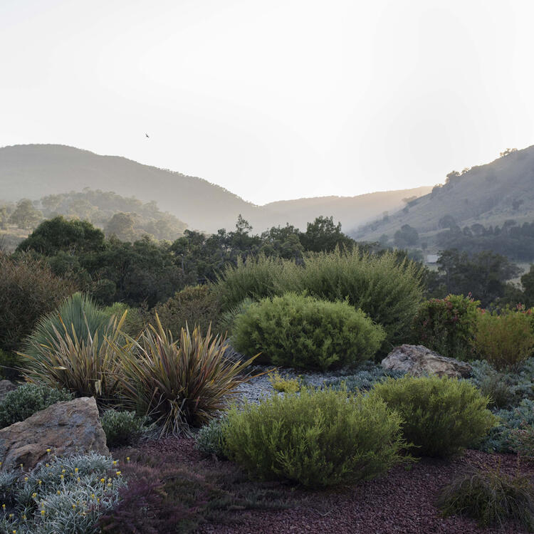 A photograph of a garden of low bushes with mountains in the distance.