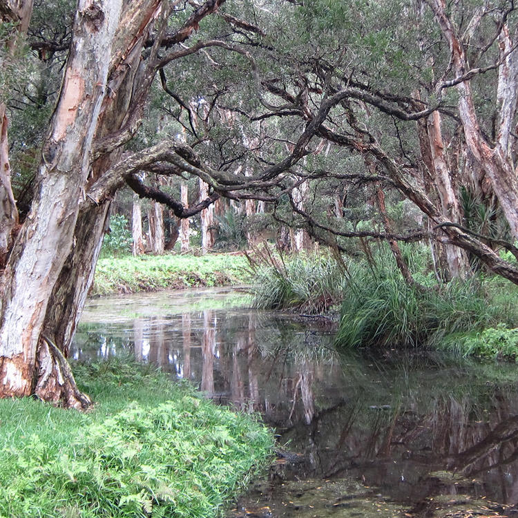 Swamp paperbark trees (Melaleuca quinquenervia), Lachlan Swamp, Centennial Park, Sydney, 2019, photo by Rebecca Hamilton 