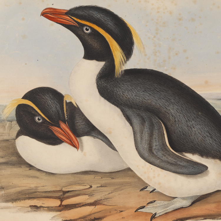 Image of penguins from Birds of Australia