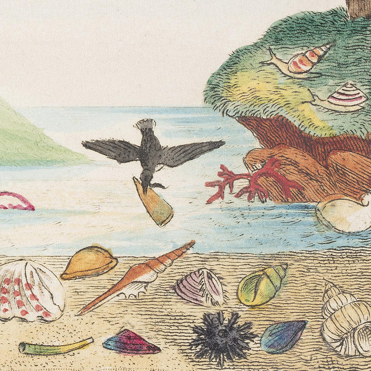 Illustration from The Voyager’s Companion or Shell Collector’s Pilot, 1825, by J Mawe