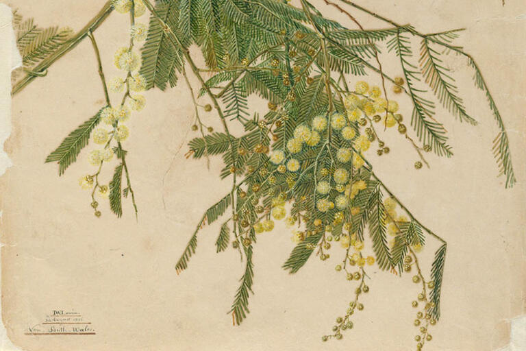 Acacia