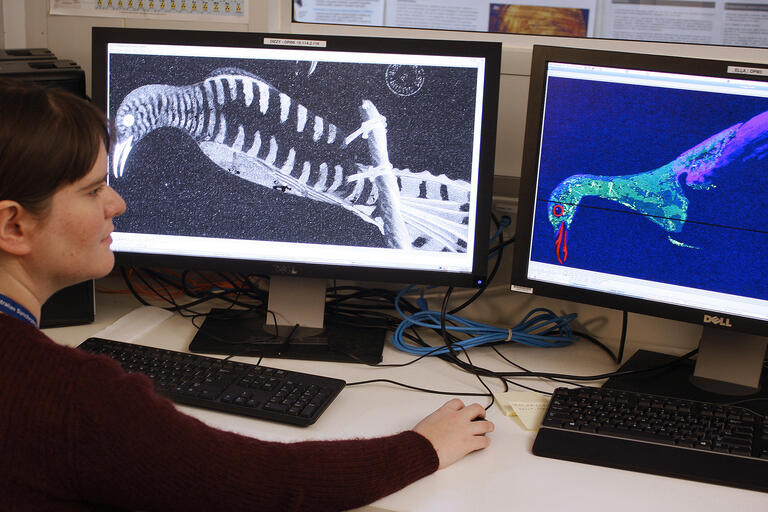 Conservator Kate Hughes examining Synchrotron images of natural history drawings from the 1790s.