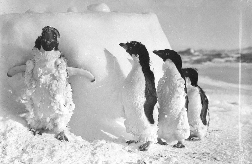 penguins on ice floe