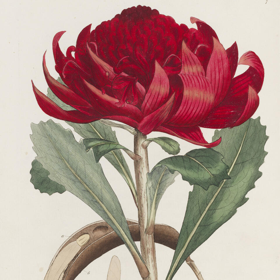 Red waratah