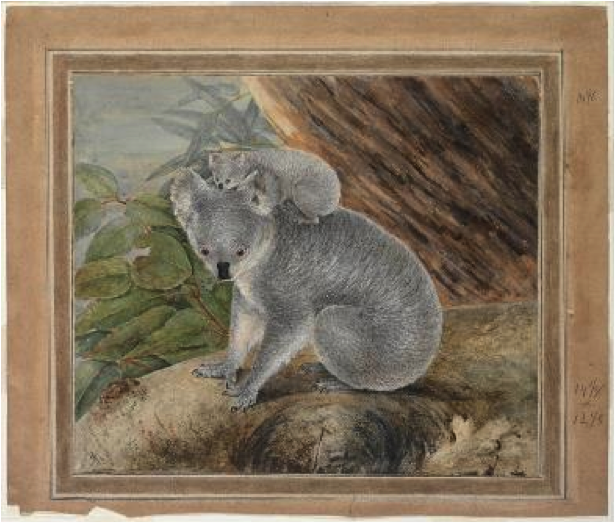 drawing of koala